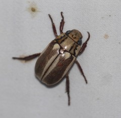 Anoplognathus abnormis