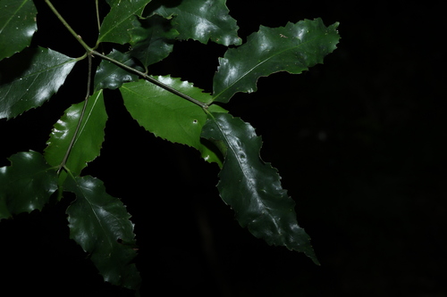 socketwood (Daphnandra apatela)