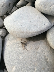 Mischoderus varipes