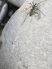 Mischoderus varipes