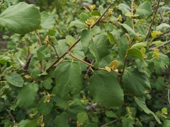 Cordia monoica