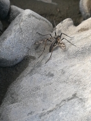Mischoderus varipes