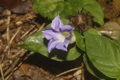 Ipomoea meyeri
