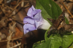 Ipomoea meyeri
