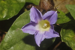 Ipomoea meyeri