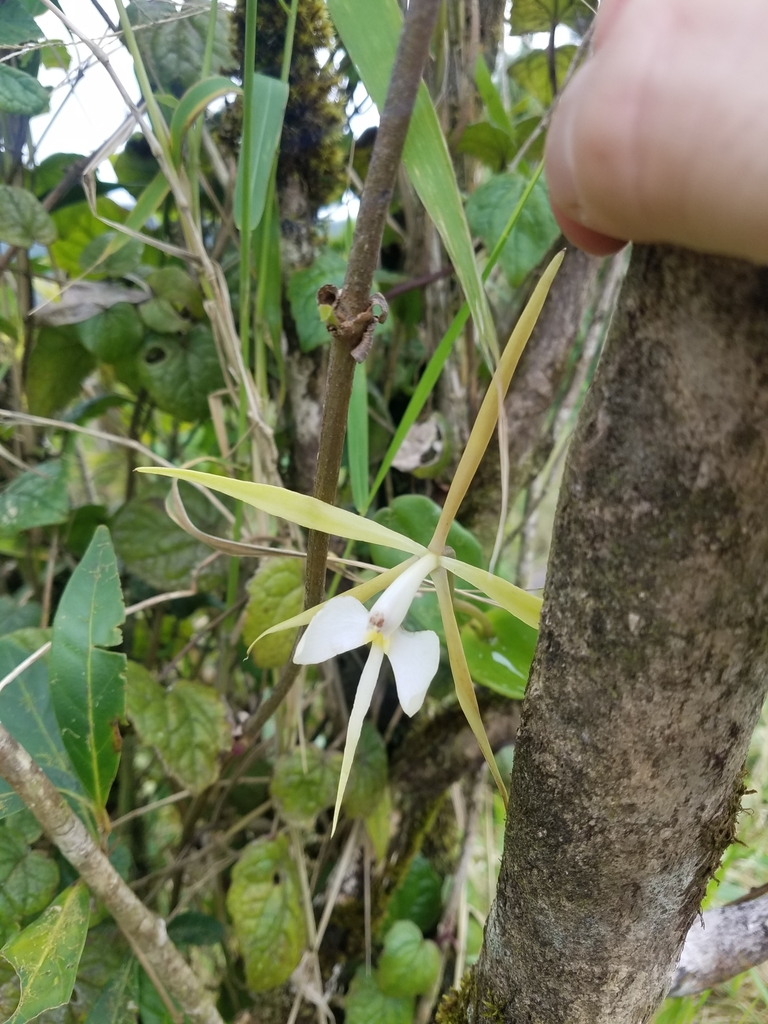 Epidendrum angustilobum Fawc. & Rendle