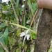 Epidendrum angustilobum - Photo no hay derechos reservados, subido por Quinn Campbell