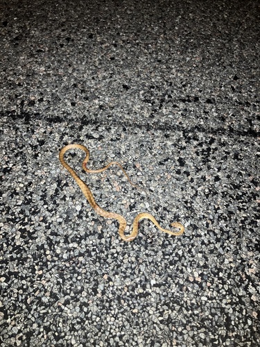 Brown Tree Snake sighting