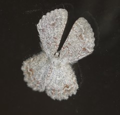 Pingasa cinerea