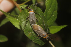 Dysdercus capitatus