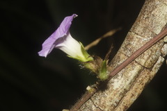 Ipomoea meyeri