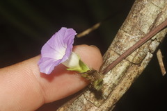 Ipomoea meyeri