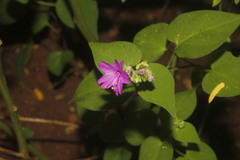 Mirabilis violacea