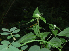 Baculomia siamensis