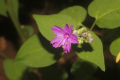 Mirabilis violacea
