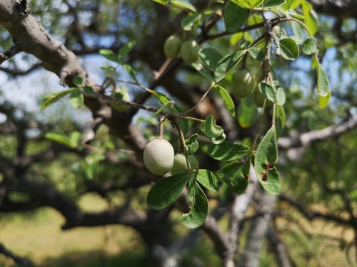 Commiphora mollis