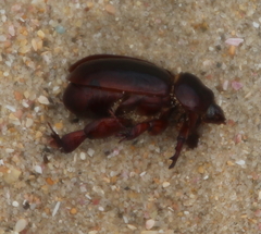 Pericoptus