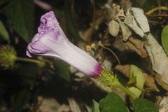 Ipomoea crinicalyx