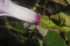 Ipomoea crinicalyx
