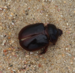 Pericoptus