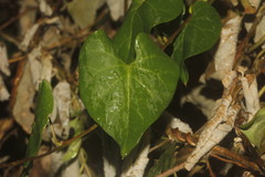 Ipomoea crinicalyx