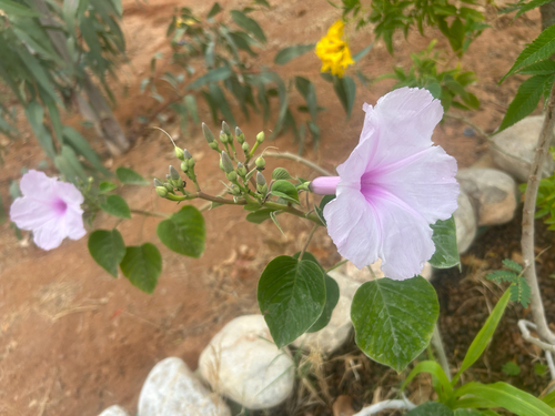 Bush Morning Glory