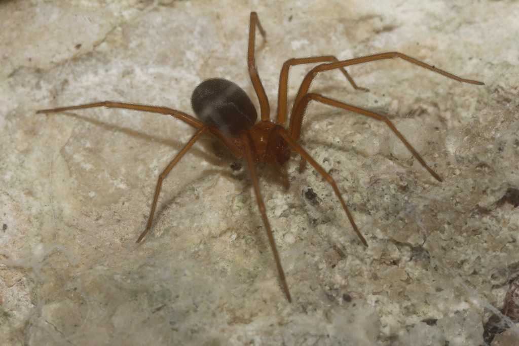 violin spiders