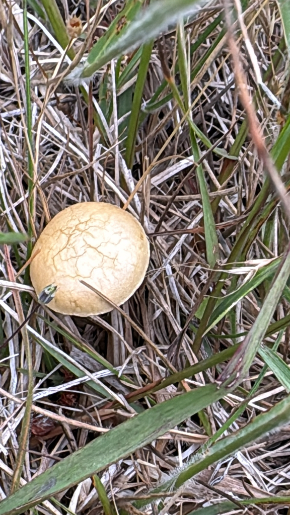Agrocybe pediades · December 2025 · photo: © jennysaito (iNaturalist, cc-by)