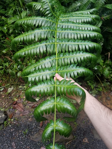 Image of Cyathea horrida by no rights reserved