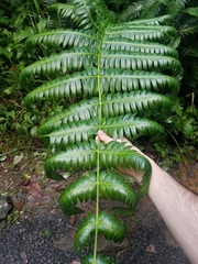Cyathea horrida