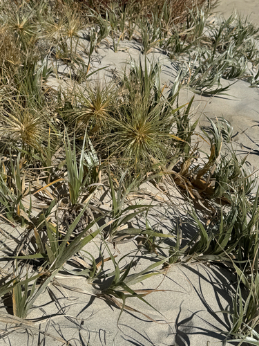 Spinifex hirsutus, photograph 3