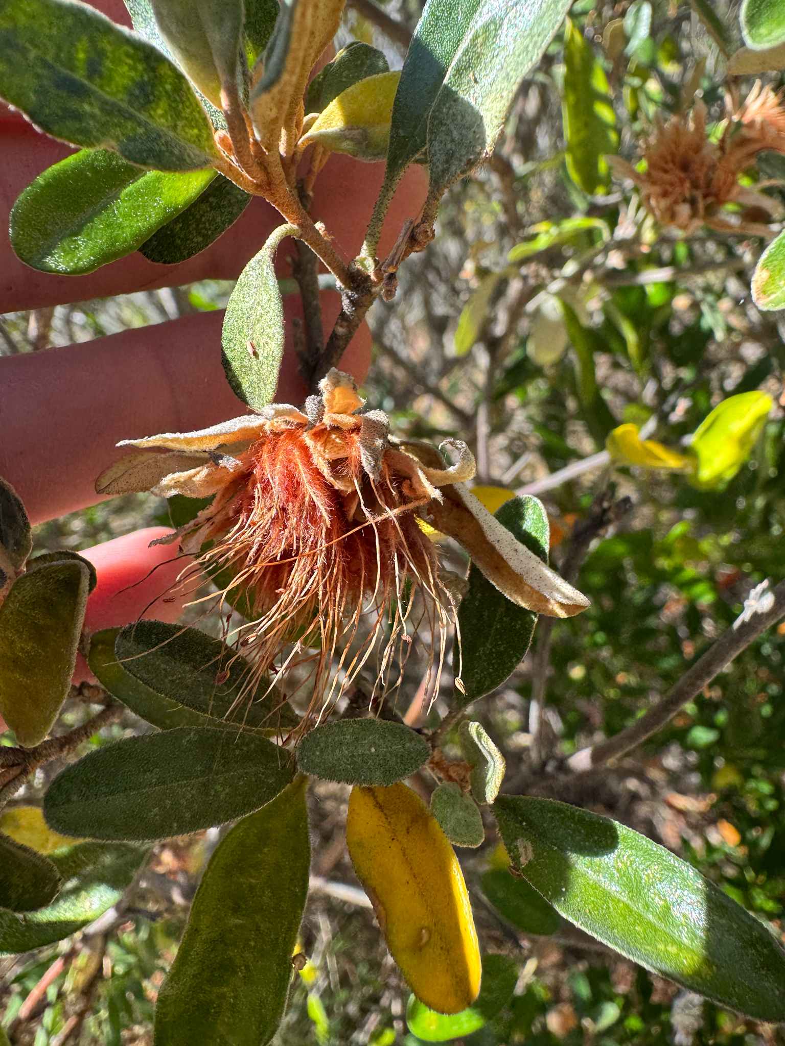 Dampier's Rose (Diplolaena dampieri)