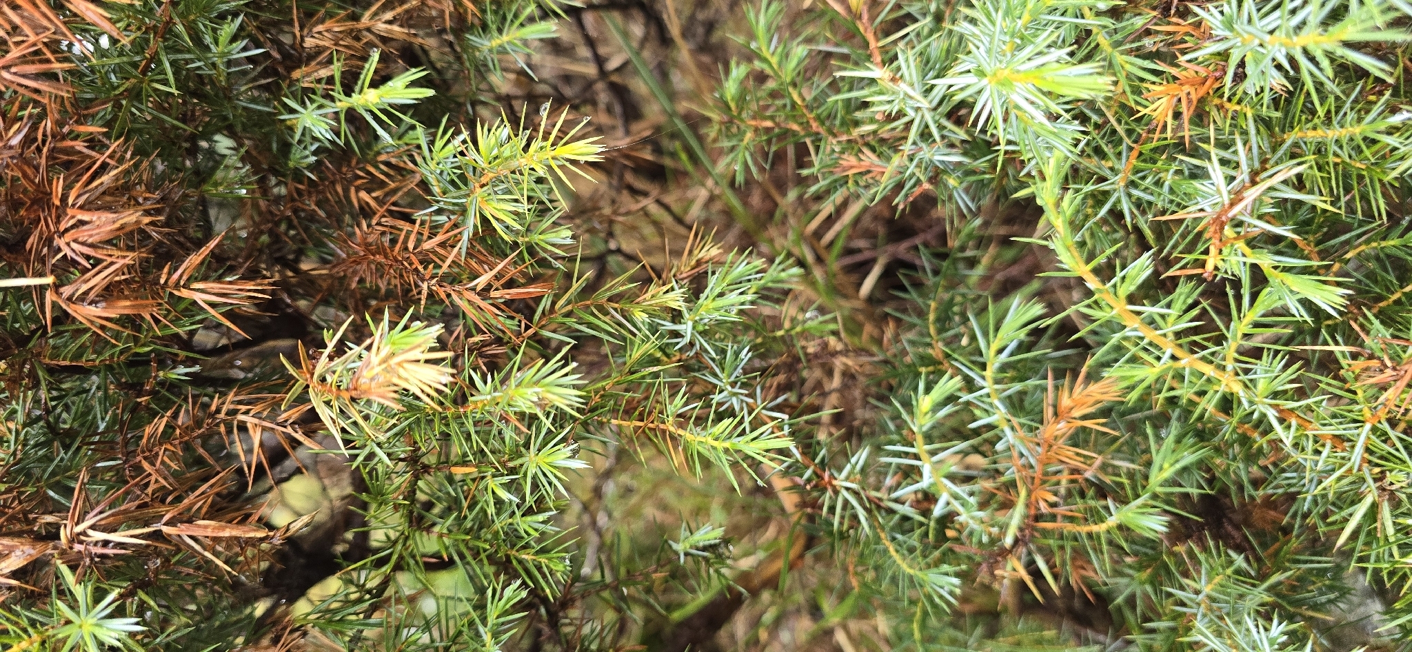 Formosan Juniper (Juniperus formosana)