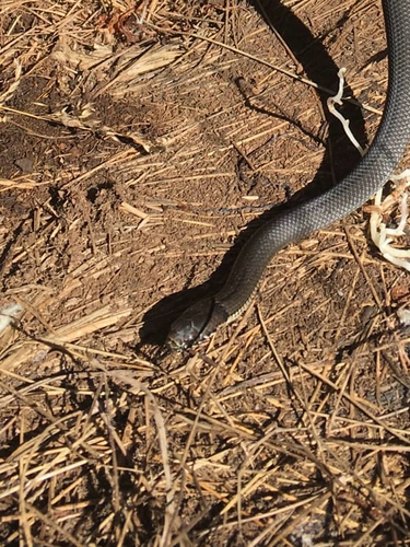 Highlands Copperhead sighting