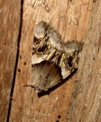 Catocala fulminea