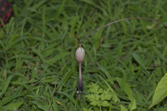 Ceropegia oculata