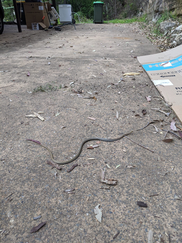 Yellow-faced Whipsnake sighting