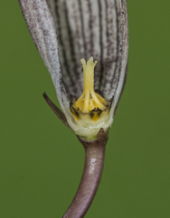 Ceropegia oculata