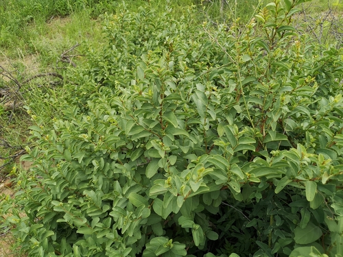 Cissus cornifolia (Baker) Planch.