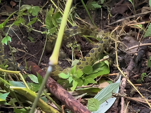 Kaulback's Lance-headed Pitviper