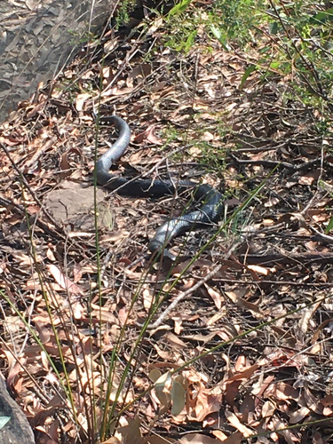 Red-bellied Black Snake sighting