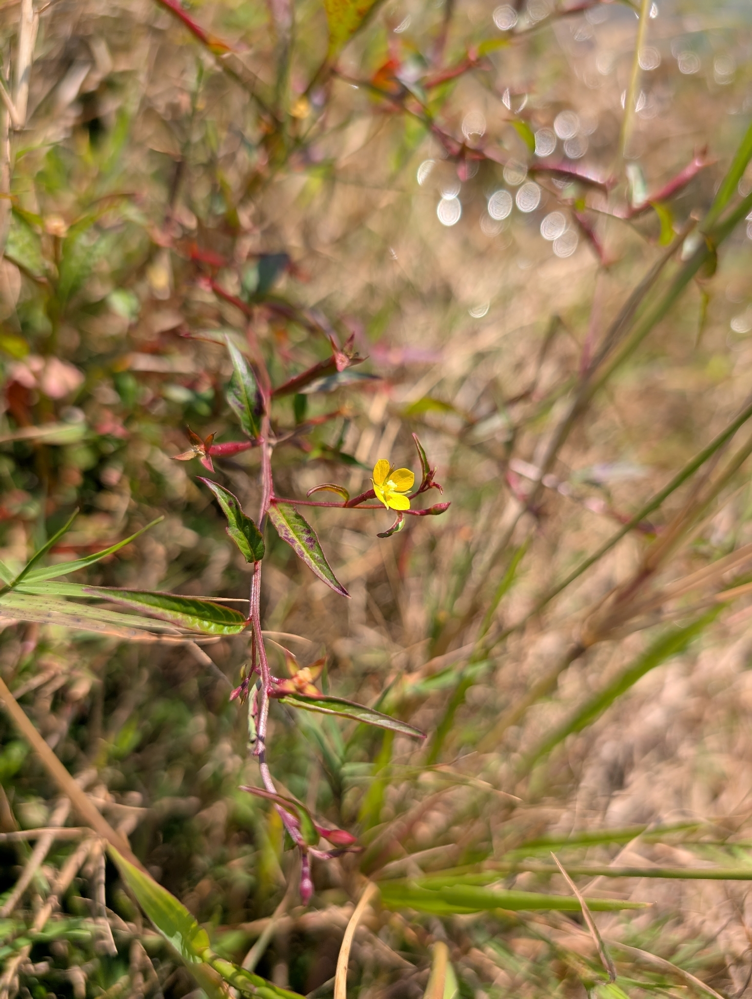 Seedbox (Ludwigia hyssopifolia)