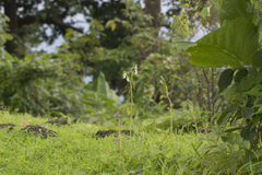 Habenaria longicorniculata