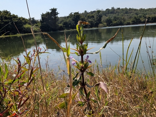 Hygrophila auriculata, photograph 6