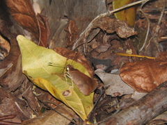 Synapte pecta