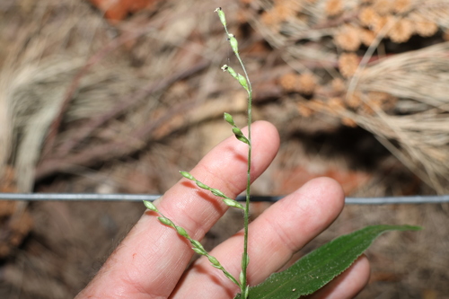 Urochloa foliosa observed 2025-12-20