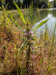 (c) Ravuri Krishna Chaitanya, some rights reserved (CC BY) Hygrophila auriculata, photograph (c) Ravuri Krishna Chaitanya, some rights reserved (CC BY)