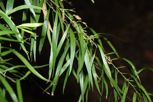 Golden Pea Tree (Daviesia arborea)