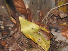 Synapte pecta