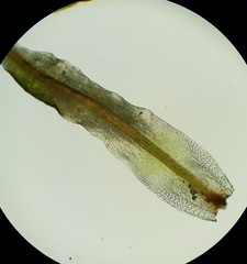 Tortella inflexa